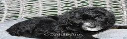 Sheepadoodle dogs for sale: Lilac - Ad 4