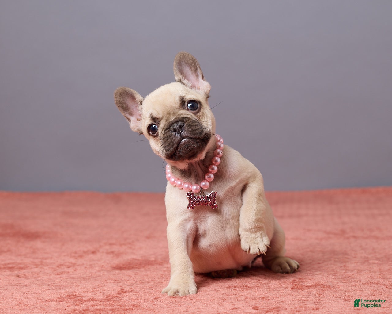 French Bulldog dogs for sale: Zoey - Ad 4