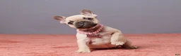 French Bulldog dogs for sale: Zoey - Ad 1