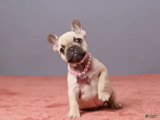 French Bulldog dogs for sale: Zoey - Ad 4