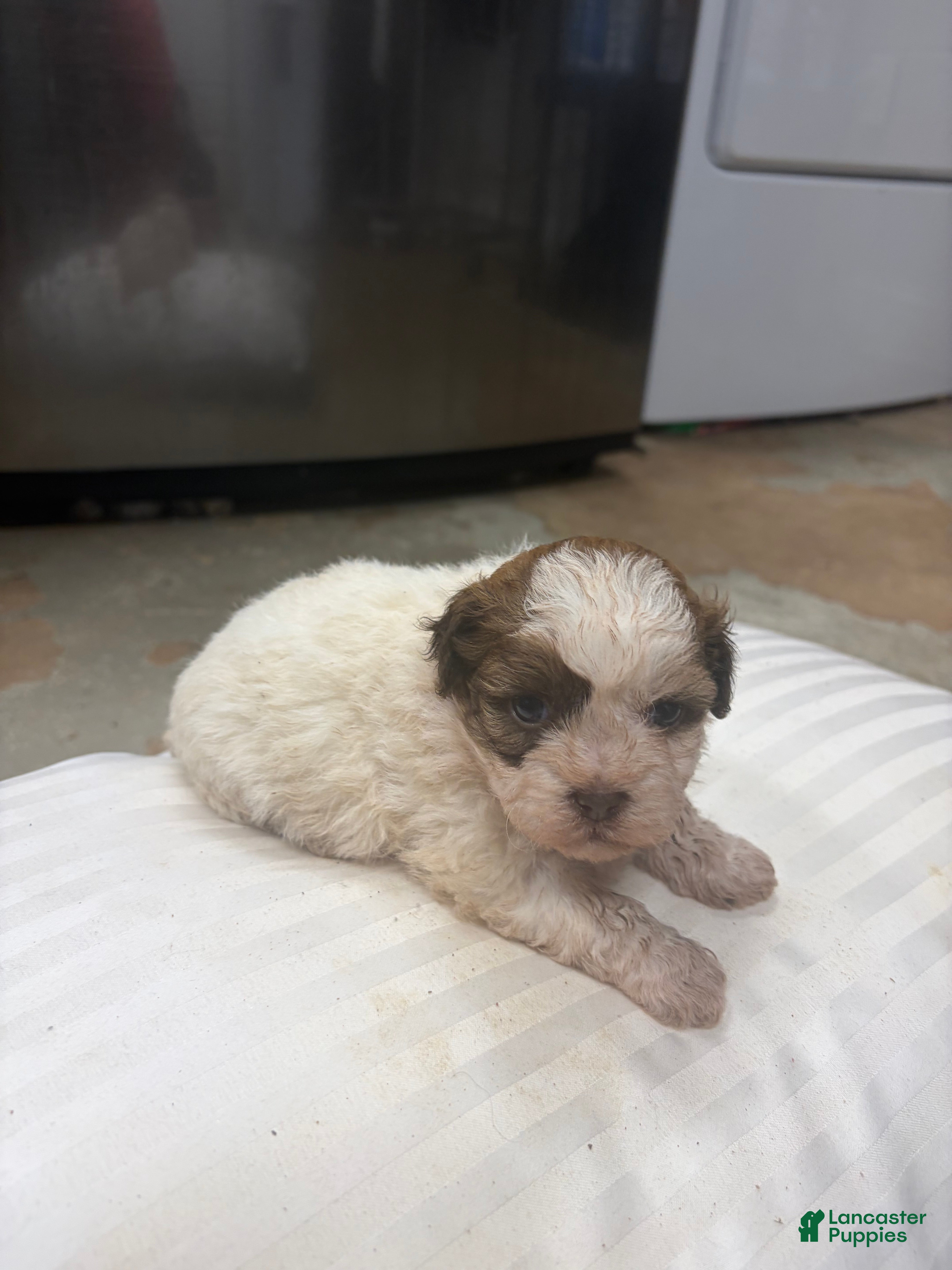 Mixed Breed dogs Princess - Ad 2
