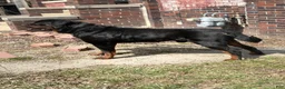 Rottweiler dogs for sale: Rottweiler 1 - Ad 21