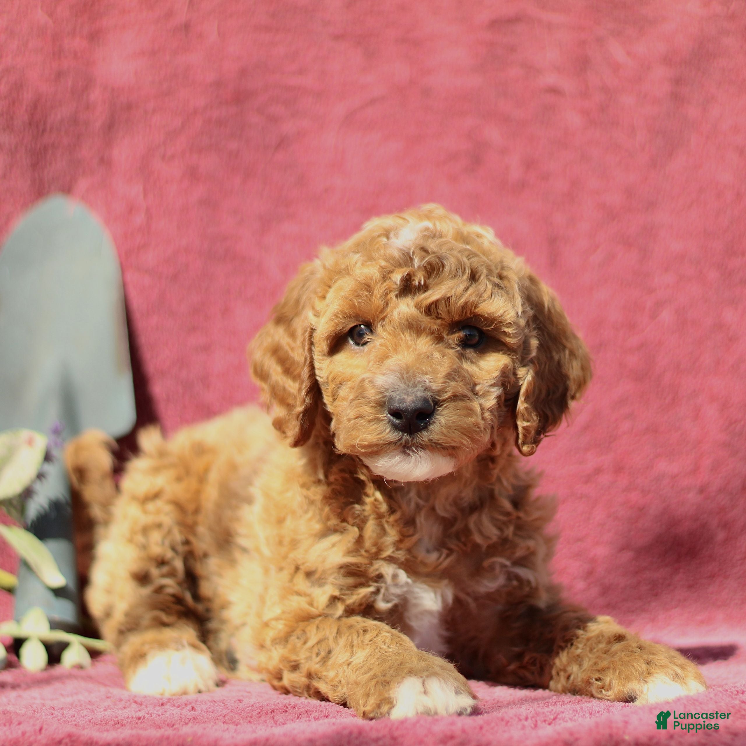 Mini Goldendoodle dogs Connor  - Ad 1