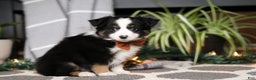Miniature Australian Shepherd dogs for sale: Leo - Ad 4