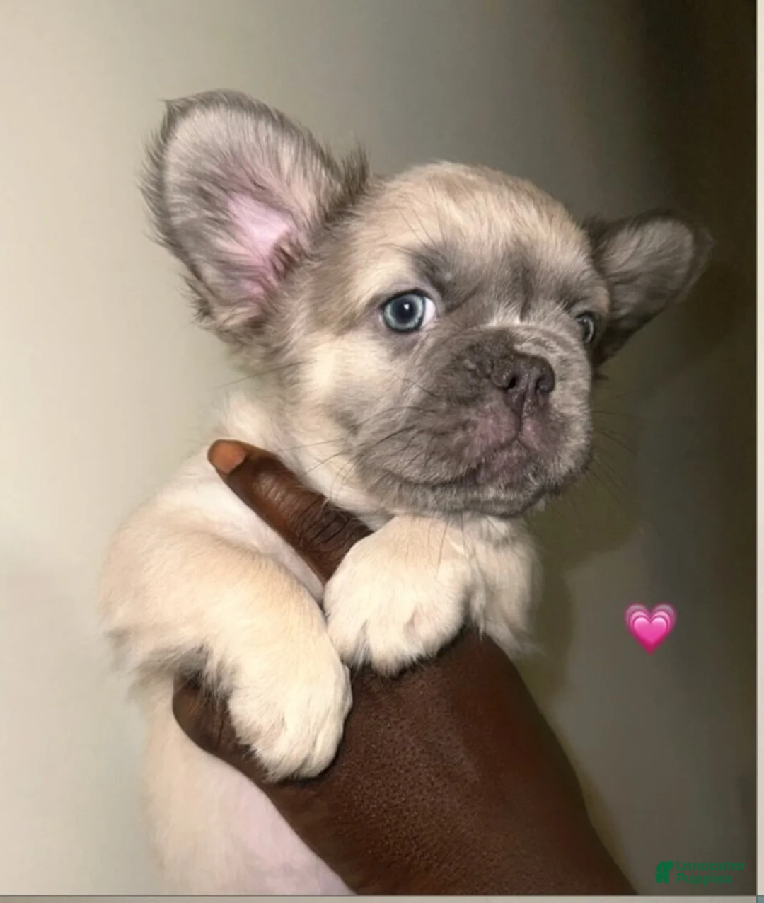 French Bulldog dogs for sale: Girl 1  - Ad 1