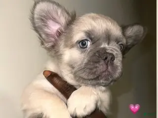 French Bulldog dogs Girl 1 - Ad 25