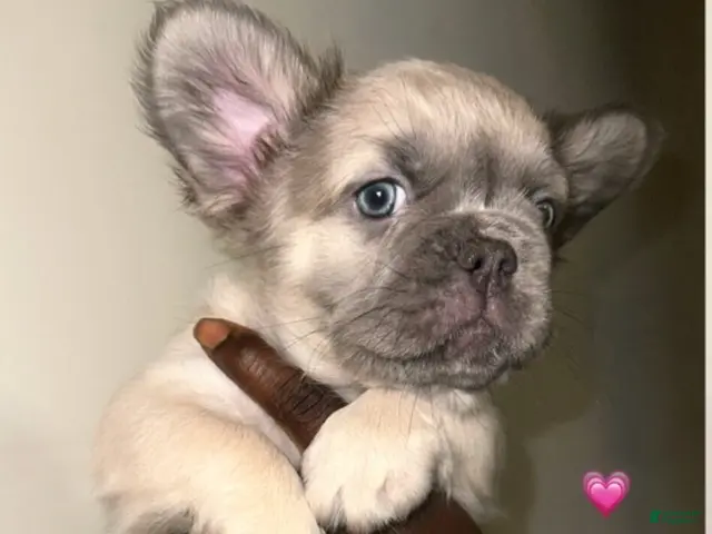French Bulldog dogs Girl 1 - Ad 27