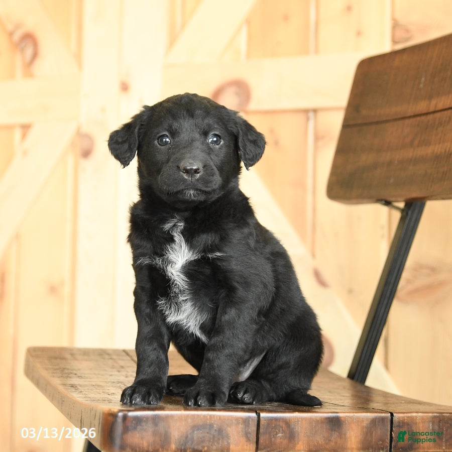 Mixed Breed dogs Rosie - Ad 2