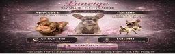 French Bulldog dogs for sale: laneigh - Ad 2