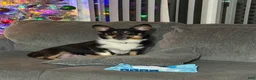 Mixed Breed dogs for sale: Mixed Breed 1 - Ad 5