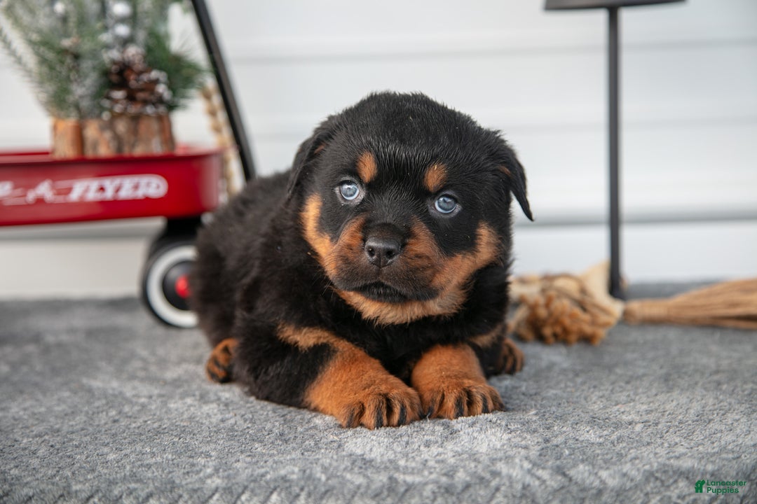 Rottweiler dogs for sale: Hugo - Ad 2
