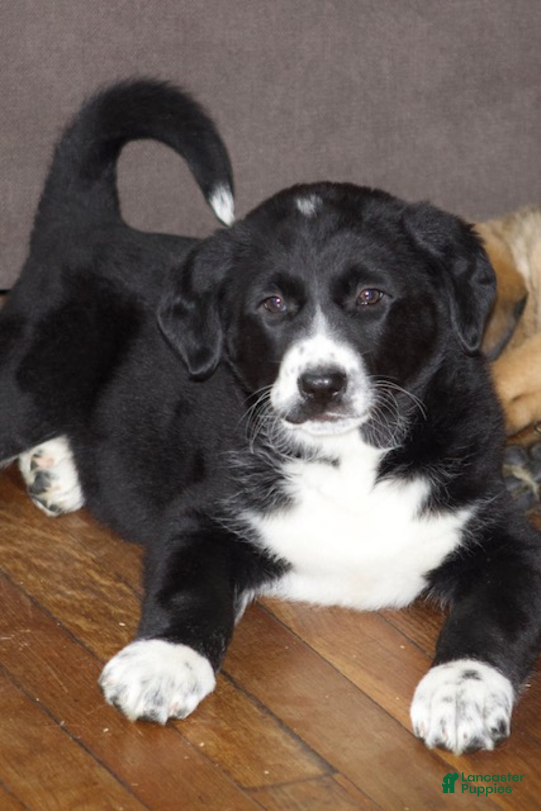 Mixed Breed dogs for sale: Luna - Ad 2