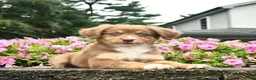 Australian Shepherd dogs for sale: Dancer  - Ad 5