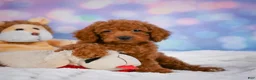 Cavapoo dogs for sale: Daisy - Ad 2