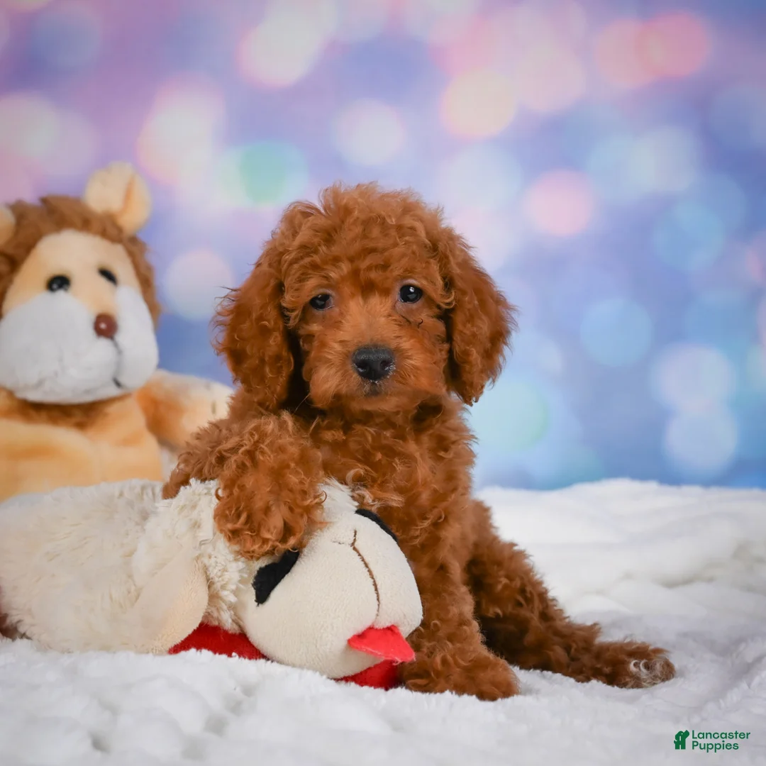 Cavapoo dogs for sale: Daisy - Ad 2