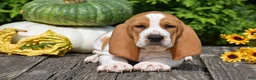 Basset Hound dogs for sale: Lucky - Ad 4