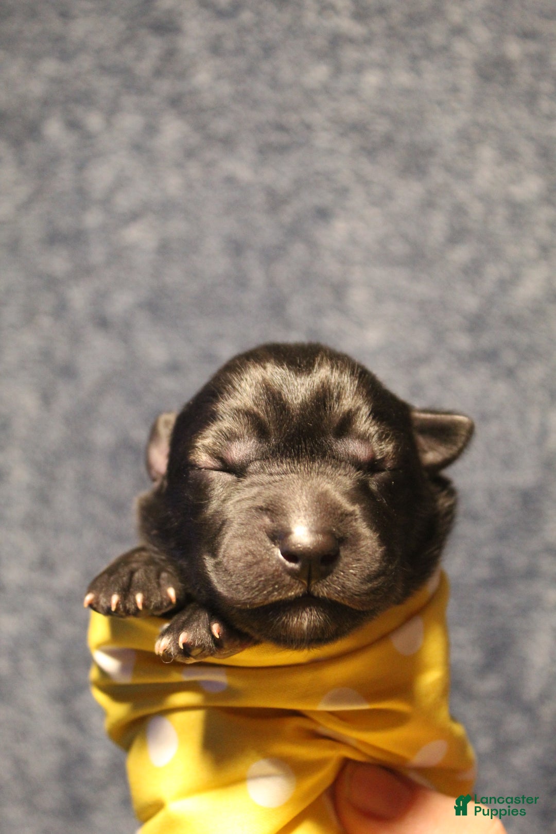 Gerberian Shepsky dogs for sale: 5 Yellow - Ad 3