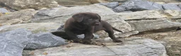 Labrador Retriever dogs for sale: Samantha Labrador Retriever  - Ad 10