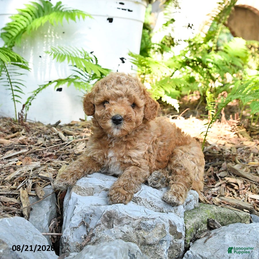 Havapoo dogs Toby - Ad 1