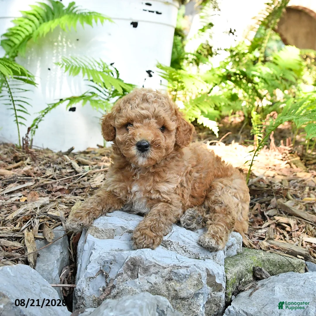 Havapoo dogs for sale: Toby - Ad 1
