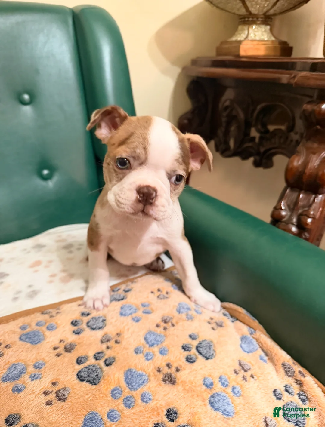 Boston Terrier dogs for sale: Reiina - Ad 2
