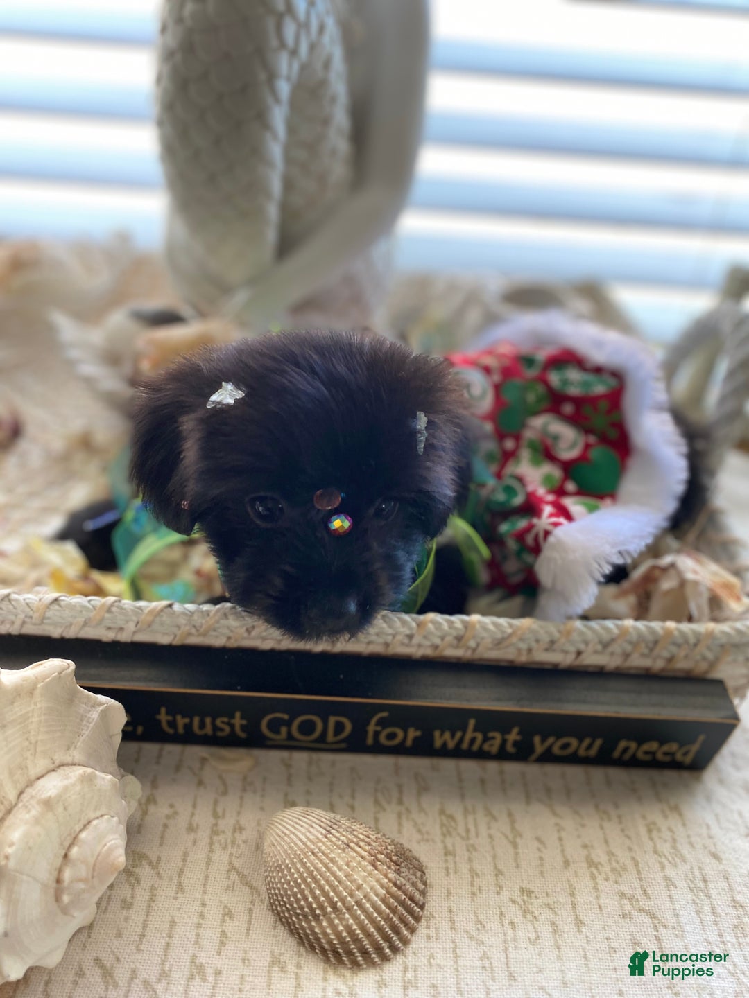 Shorkie dogs for sale: Shorkie Puppy 3 - Ad 15