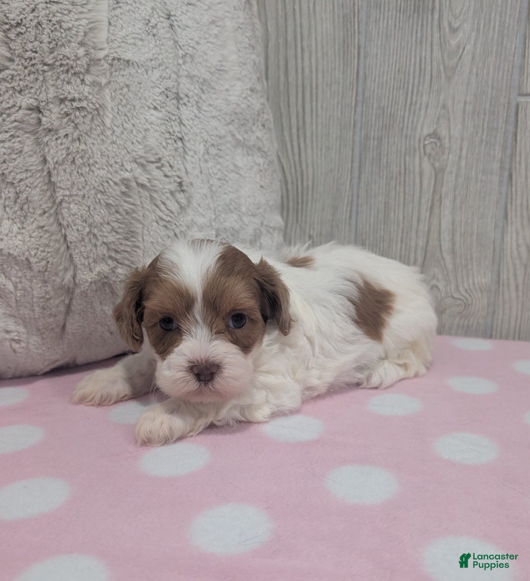 Shihpoo dogs for sale: Bella - Ad 3