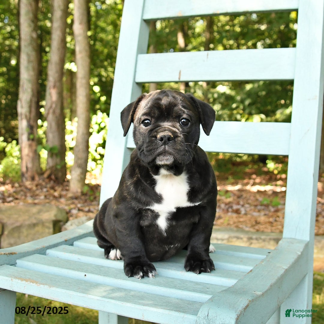 Mixed Breed dogs for sale: Rylee - Ad 3