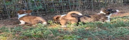 Mixed Breed dogs for sale: Orange collar boy - Ad 6