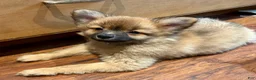 Mixed Breed dogs for sale: Beauregard (“Brownie”) - Ad 2