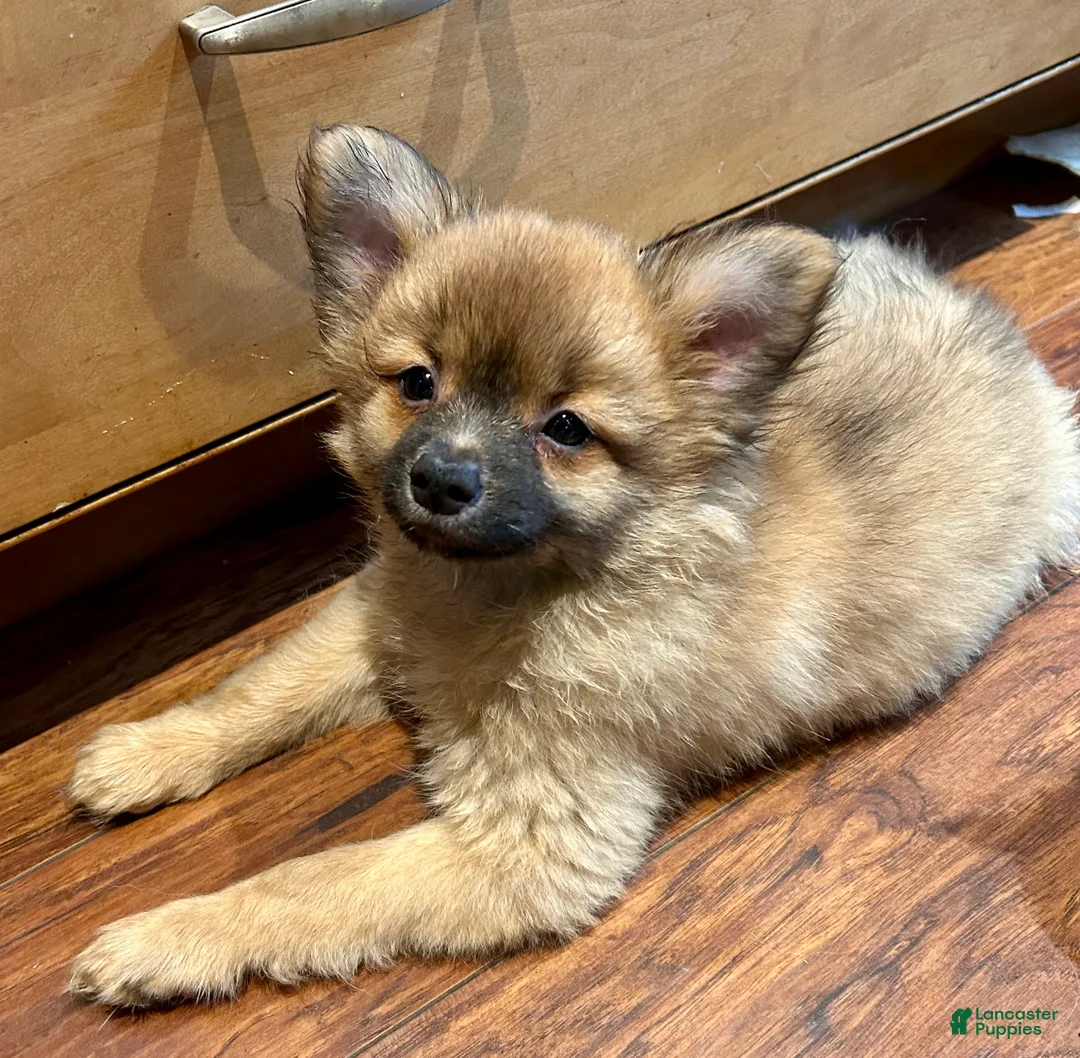 Mixed Breed dogs for sale: Beauregard (“Brownie”) - Ad 2