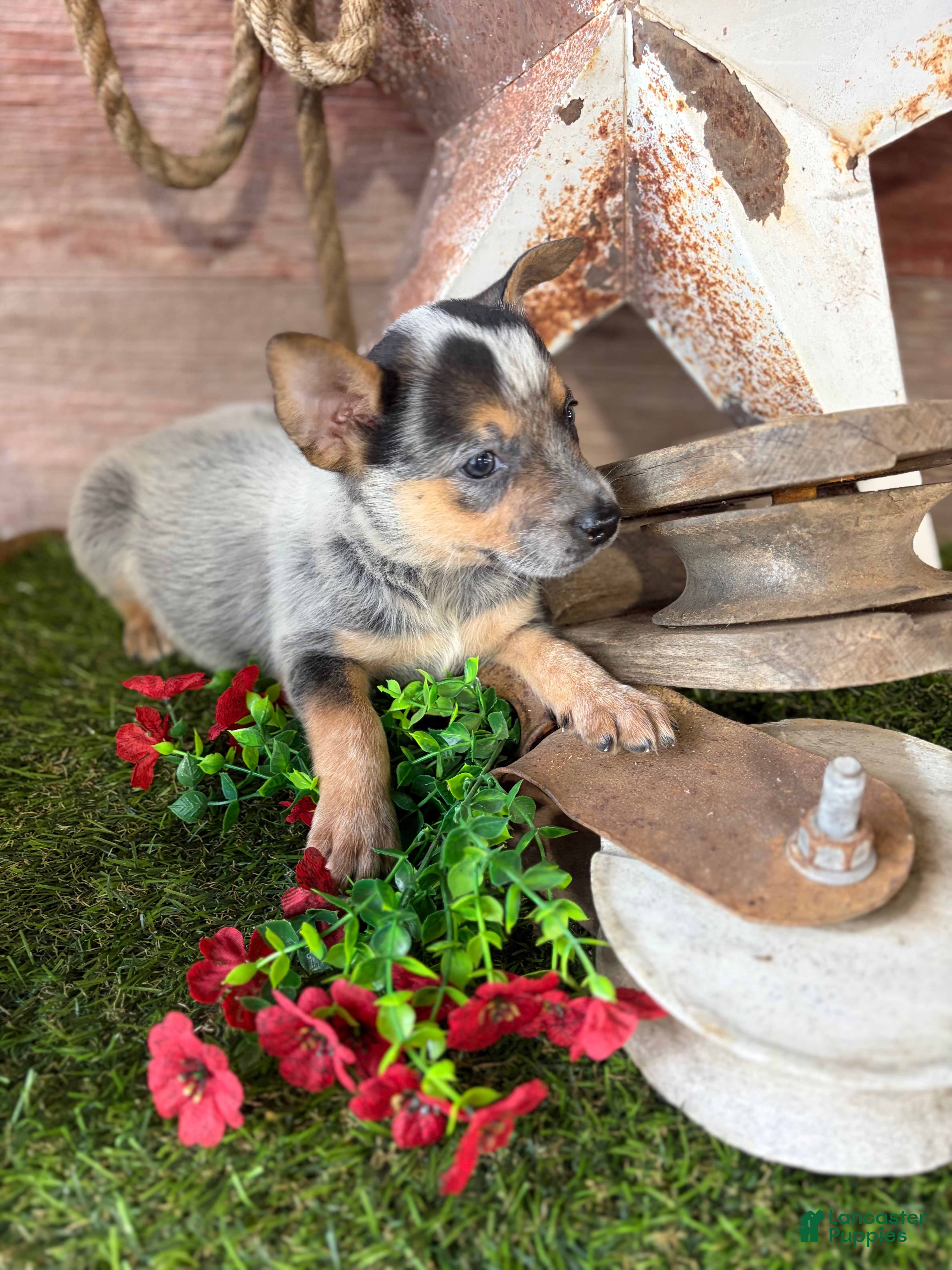 Australian Cattle Dog dogs Skye - Ad 2