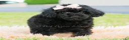 Toy Poodle dogs for sale: Hazel - Ad 3
