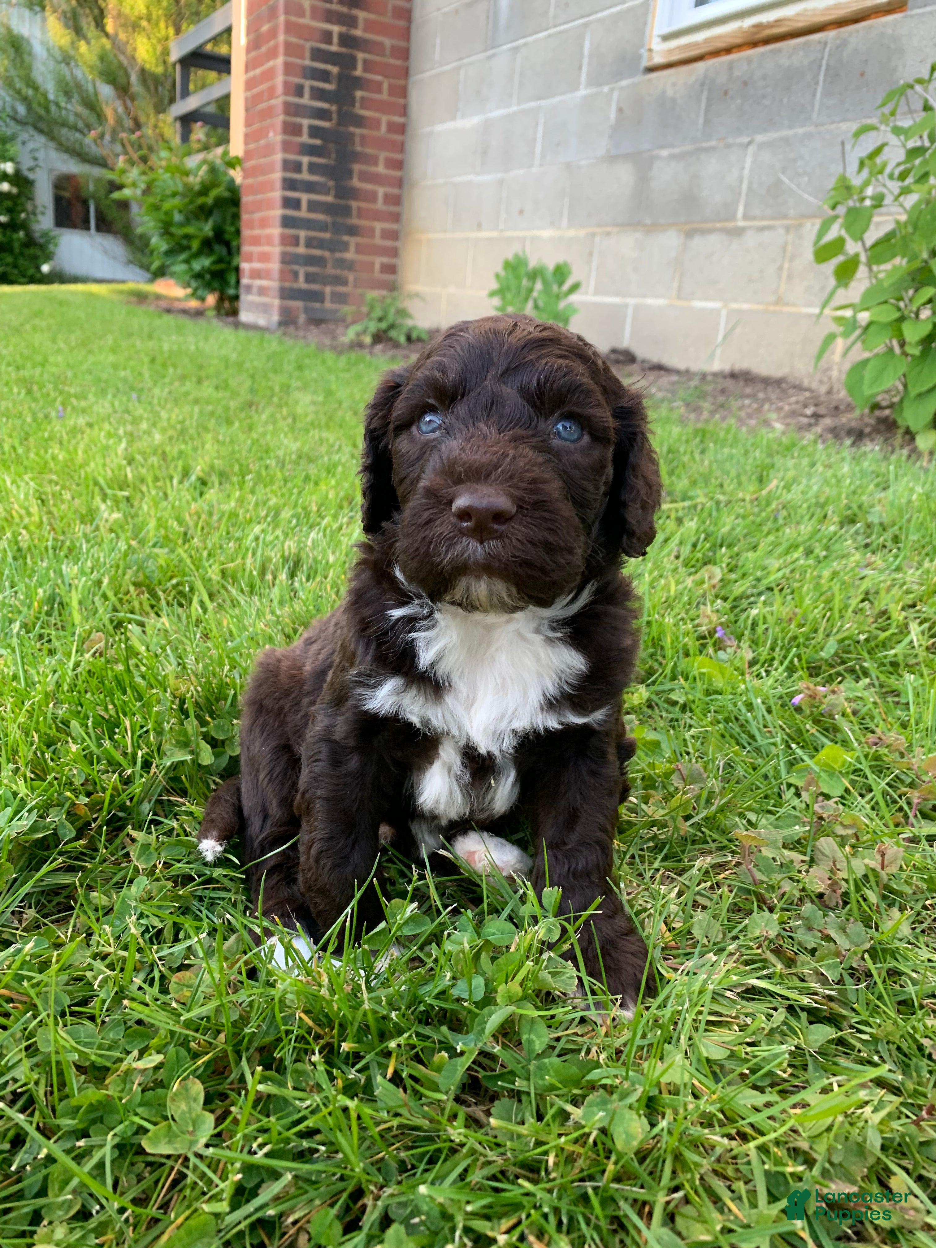 Portuguese Water Dog dogs Milo - Ad 2