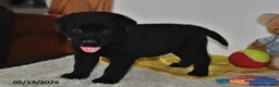 Labrador Retriever dogs for sale: Max - Ad 3