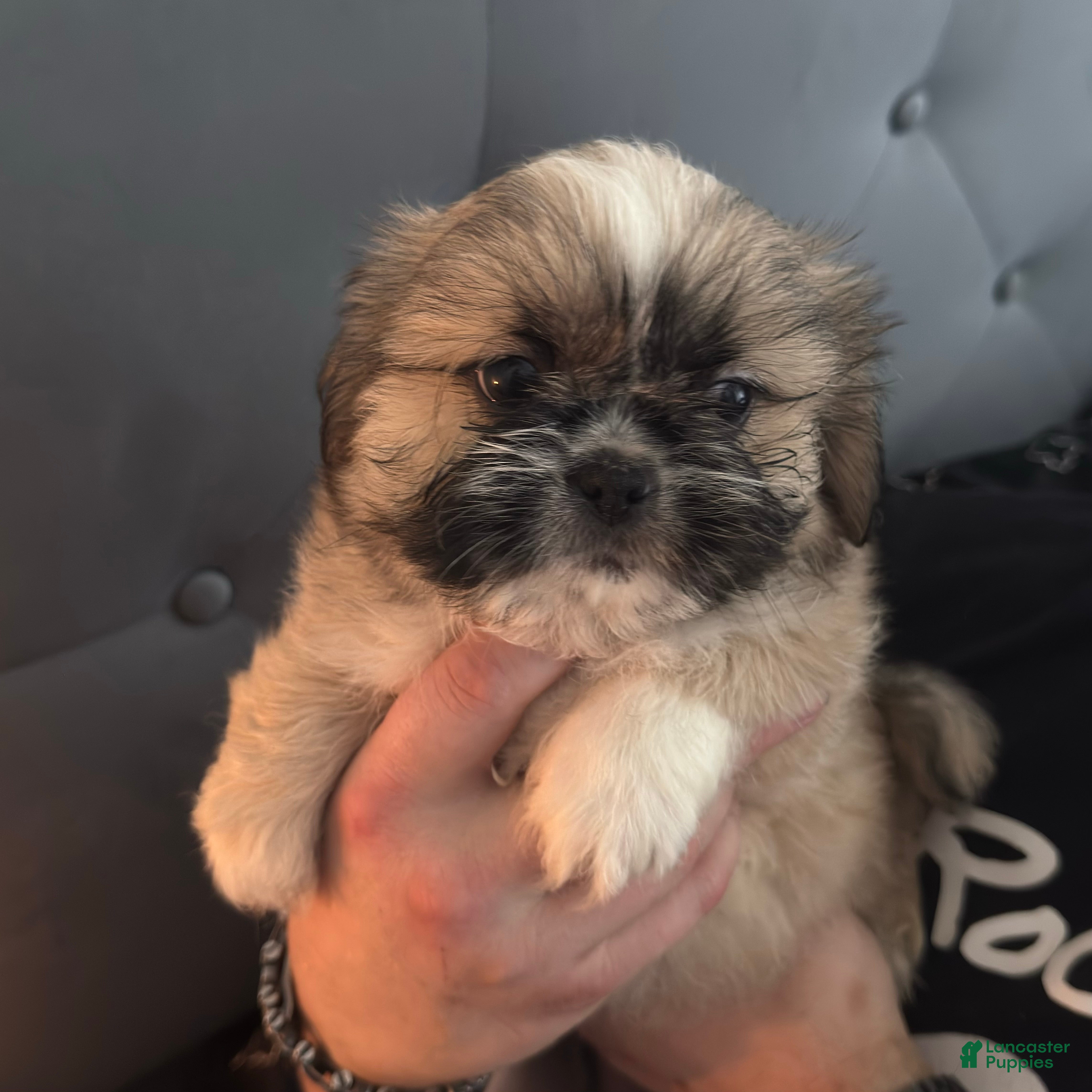 Mixed Breed dogs Peke-Tzu Pup 3 - Ad 29