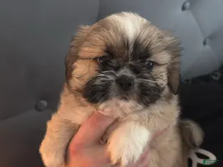 Mixed Breed dogs Peke-Tzu Pup 3 - Ad 29