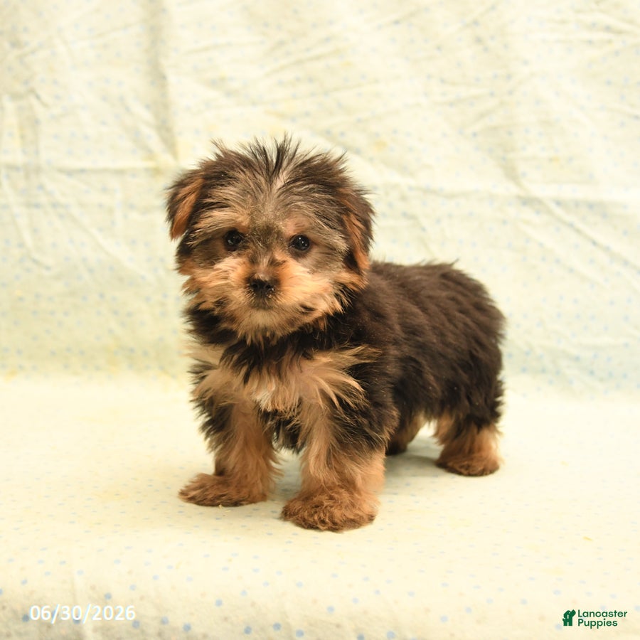 Yorkshire Terrier dogs Harold - Ad 2