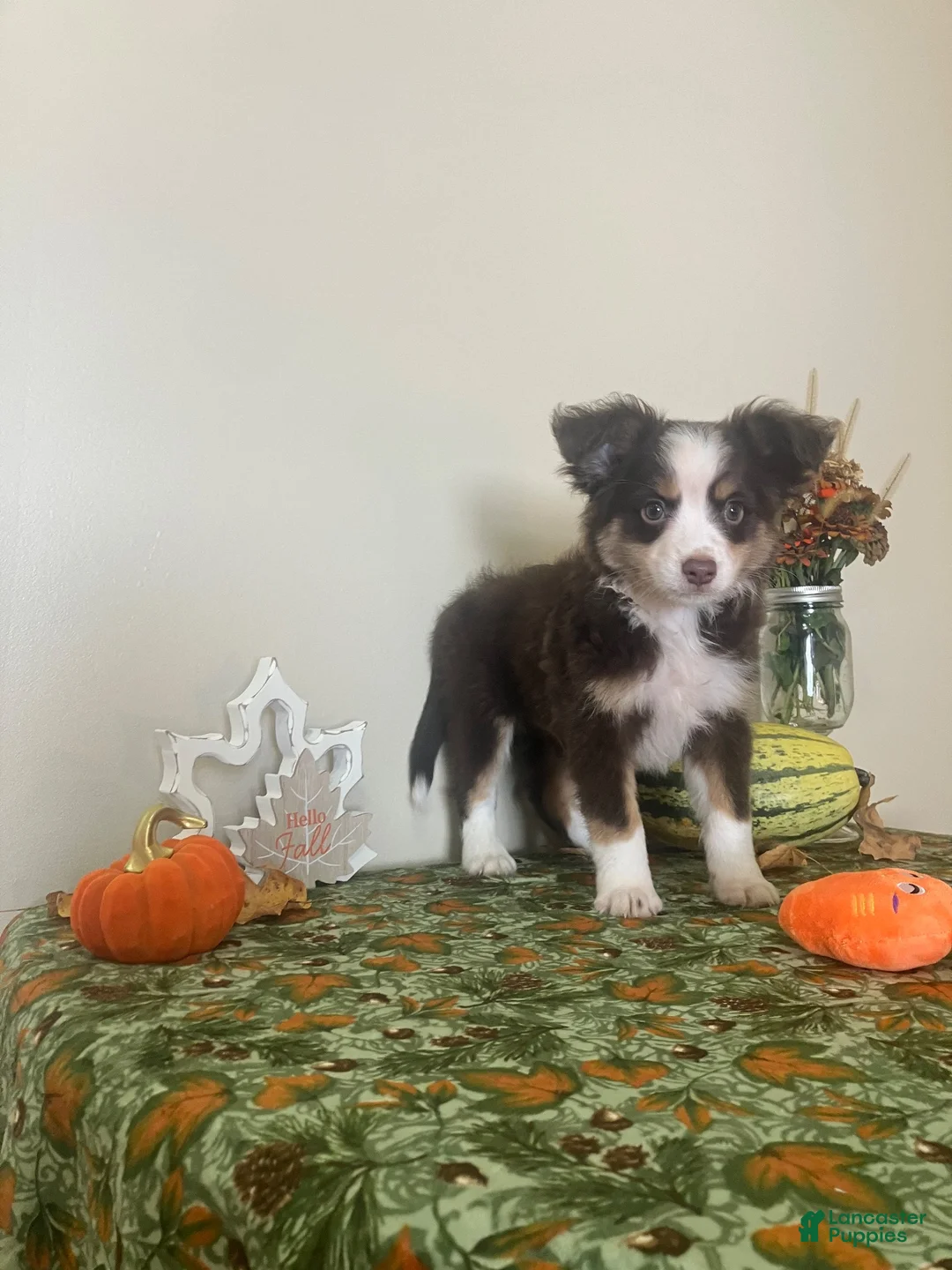 Toy Australian Shepherd dogs for sale: Toy Australian Shepherd 1 - Ad 2