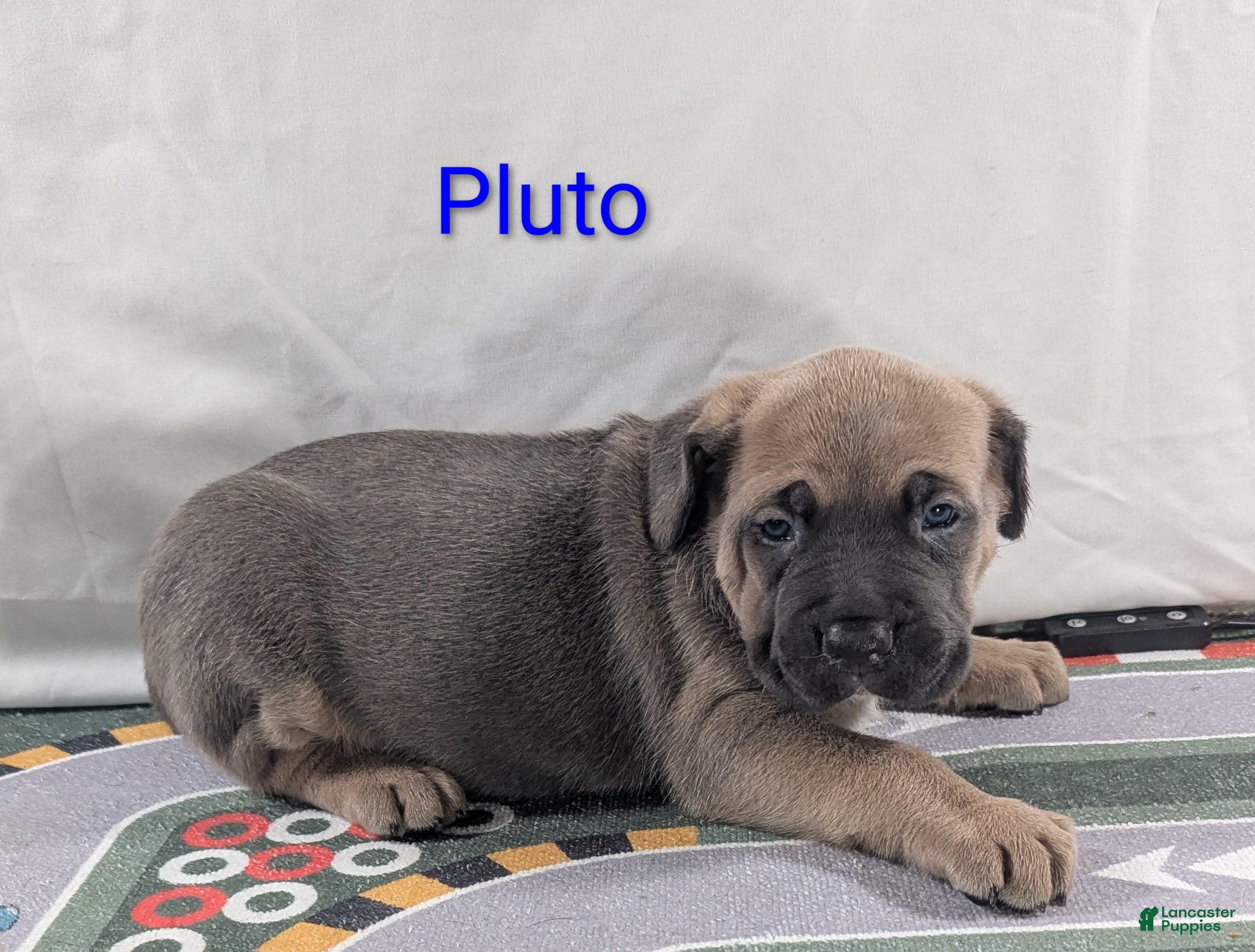 Cane Corso dogs for sale: Pluto  - Ad 1