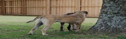 English Mastiff dogs for sale: Adrian (Purple) - Ad 9