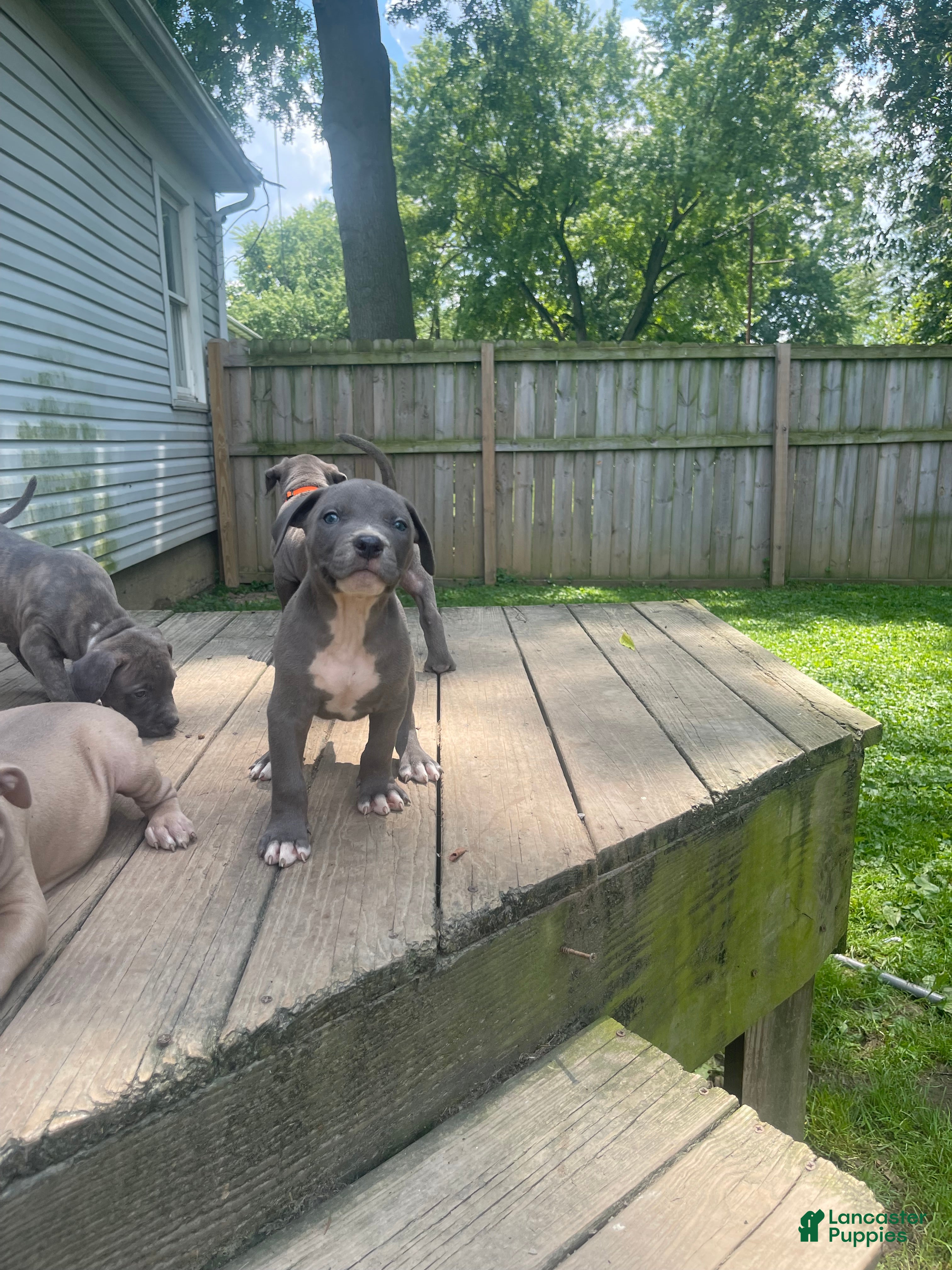 American Bully dogs American Bully 3 - Ad 1
