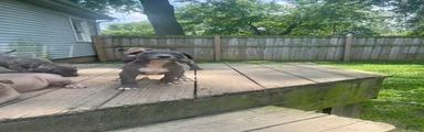 American Bully 3