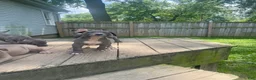 American Bully dogs for sale: American Bully 3 - Ad 1