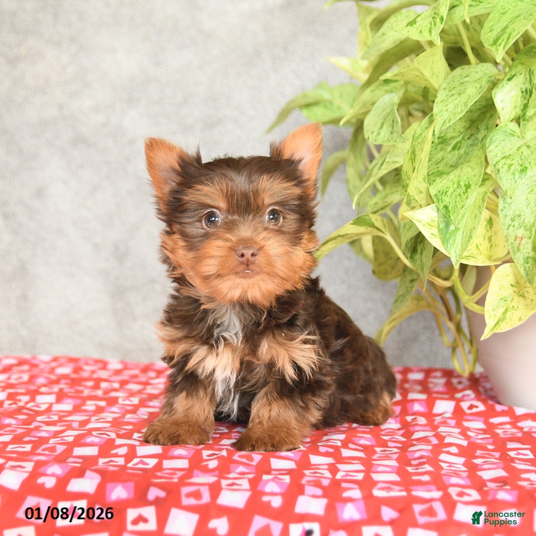 Yorkshire Terrier dogs for sale: Cookie - Ad 2