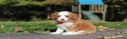 Cavapoo dogs for sale: Beckham - Ad 5