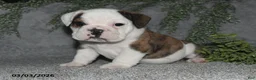 English Bulldog dogs for sale: Alonzo - Ad 3