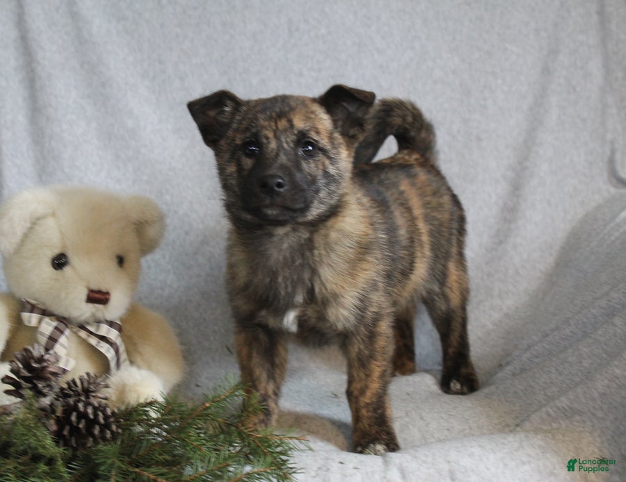 Mixed Breed dogs Bella - Ad 3