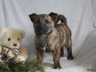 Mixed Breed dogs Bella - Ad 6