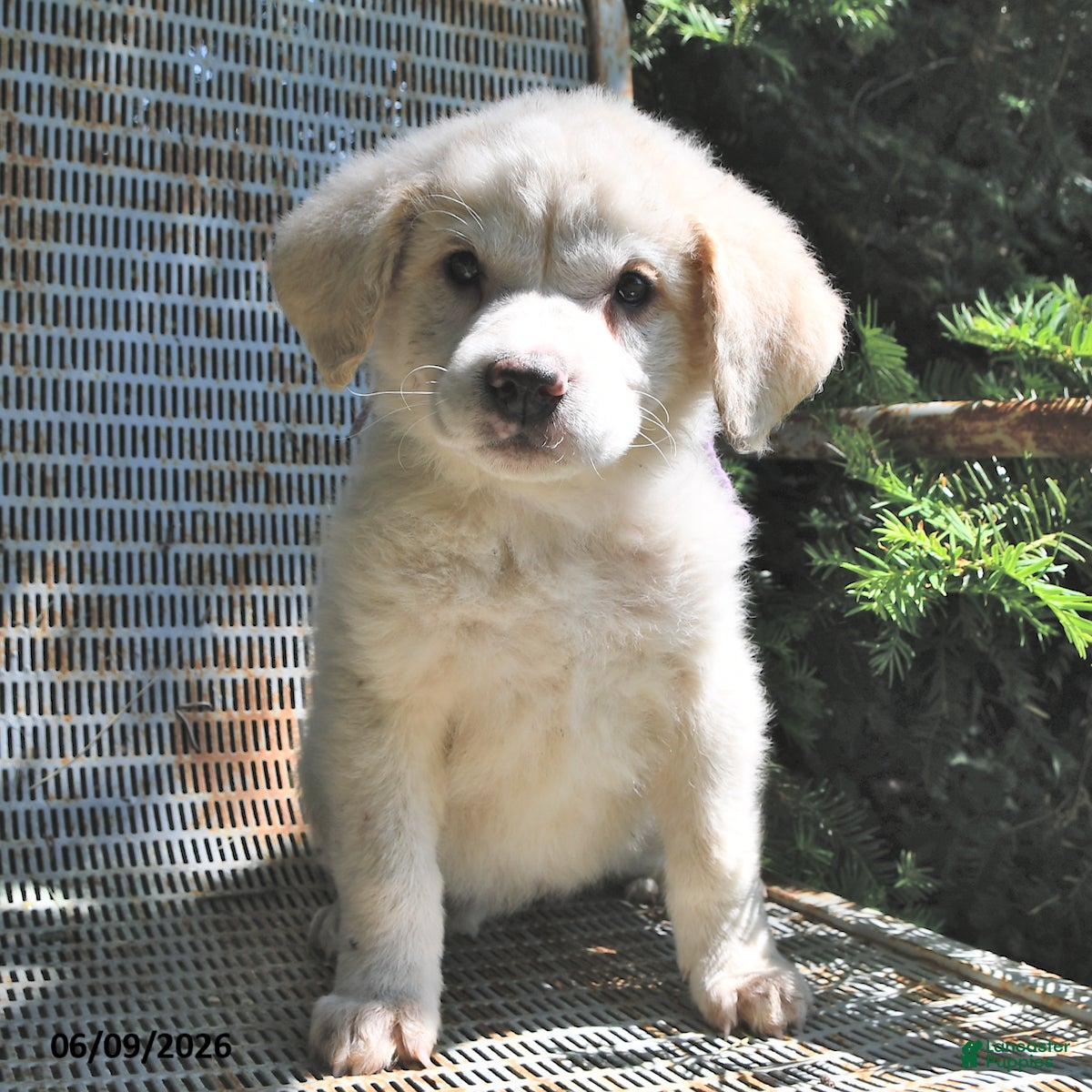Great Pyrenees dogs Angel - Ad 2